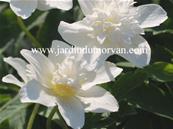 ANEMONE NEMOROSA 'VESTAL'