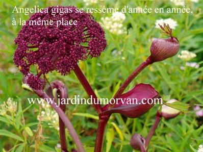 ANGELICA GIGAS