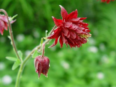 AQUILEGIA VULGARIS VAR. STELLATA 'RUBY PORT'