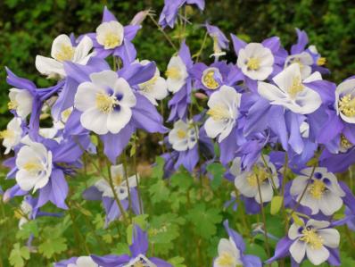 AQUILEGIA CAERULEA 'VIRGINIA'