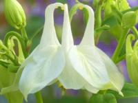 AQUILEGIA VULGARIS 'ALBA'