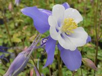AQUILEGIA CAERULEA 'VIRGINIA'