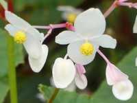 BEGONIA GRANDIS EVANSIANA 'ALBA'