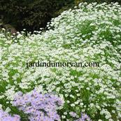 BOLTONIA ASTEROIDES 'SNOWBANK'