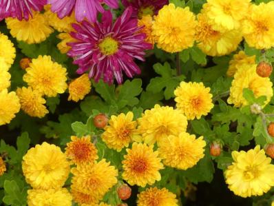 CHRYSANTHEMUM INDICUM 'BIENCHEN'