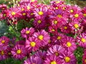 CHRYSANTHEMUM 'HERBSTKUSS'