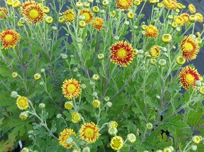 CHRYSANTHEMUM 'NEUE KOKARDE'