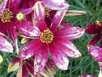 COREOPSIS VERTICILLATA 'ROUTE 66'