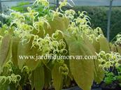 EPIMEDIUM GRANDIFLORUM KOREANUM