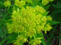 EUPHORBIA PALUSTRIS