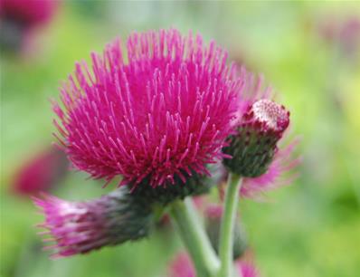 CIRSIUM RIVULARE 'ATROPURPUREUM'