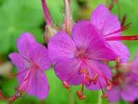 GERANIUM MACRORRHIZUM 'CZAKOR'