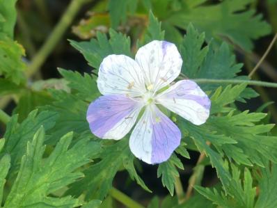 GERANIUM PRATENSE ‘SPLISH SPLASH’