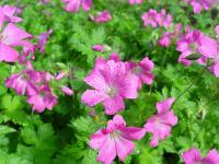 GERANIUM OXONIANUM 'SUMMER SURPRISE'