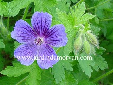 GERANIUM X MAGNIFICUM