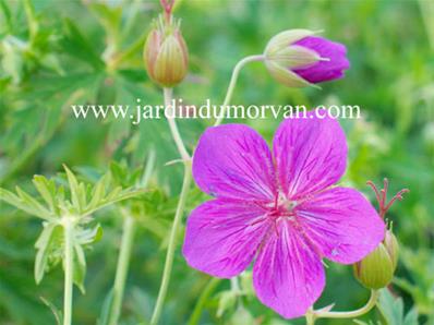 GERANIUM SOBOLIFERUM