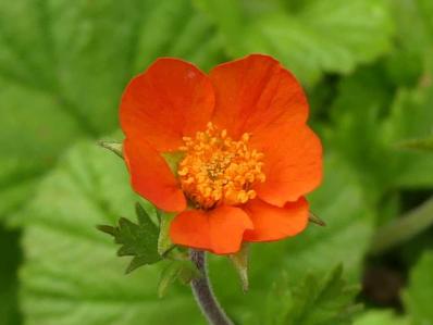 GEUM COCCINEUM ‘KOI’ - BENOITE KOI ORANGE VIF