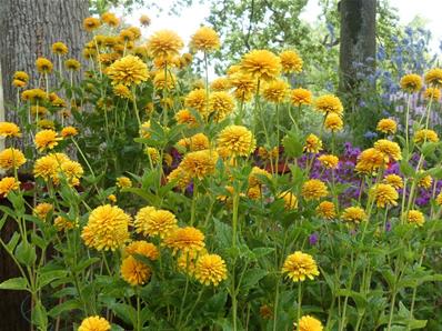 HELIOPSIS HELIANTHOIDES 'ASAHI'