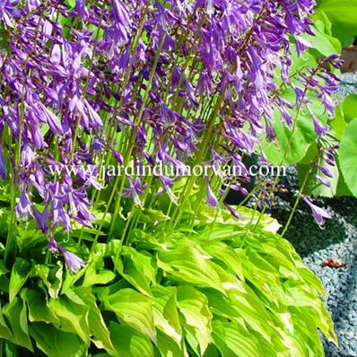 HOSTA 'LEMON LIME'