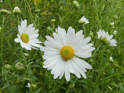 LEUCANTHEMELLA SEROTINA