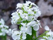 LUNARIA ANNUA 'ALBA'