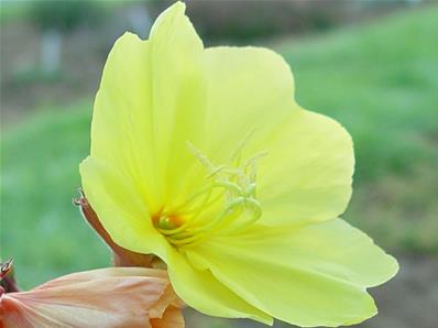 OENOTHERA ODORATA