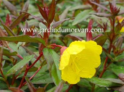 OENOTHERA FRUCTICOSA SONNEWENDE' (98)