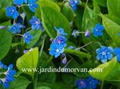 OMPHALODES VERNA
