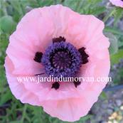 PAPAVER ORIENTALE 'AGLAYA'