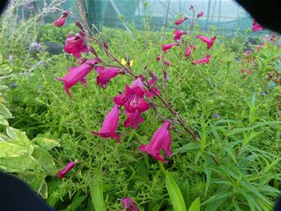 PENSTEMON 'SOUTHGATE GEM'