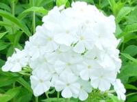 PHLOX PANICULATA 'FUJIYAMA'