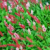 Les plus longues floraisons de l'�t�.