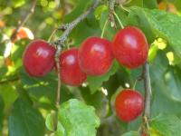 PRUNUS MIROBOLAN