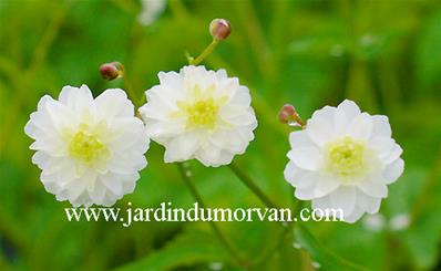 RANUNCULUS ACONITIFOLIUS 'FLORE PLENO'