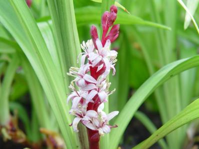 REINECKEA CARNEA