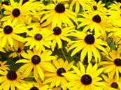 RUDBECKIA FULGIDA VAR. SULLIVANTII 'GOLDSTURM'