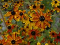 RUDBECKIA TRILOBA 'PRAIRY GLOW'