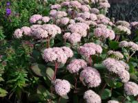 SEDUM 'MATRONA'