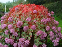 SEDUM SIEBOLDII