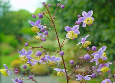 THALICTRUM ROCHEBRUNIANUM