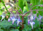 TRACHYSTEMON ORIENTALIS