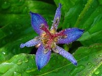 TRICYRTIS 'BLAUE'