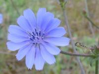 CICHORIUM INTYBUS