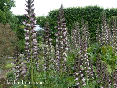 ACANTHUS SPINOSUS