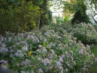 ASTER AGERATOIDES 'ASRAN'