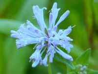 ASPERULA LILACIFLORA