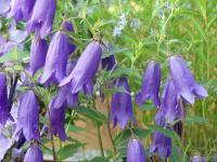 CAMPANULA 'SARASTRO'