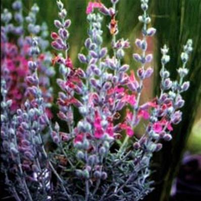 Teucrium marum