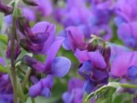 LATHYRUS VERNUS