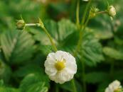 FRAGARIA VESCA 'FLORE PLENA'